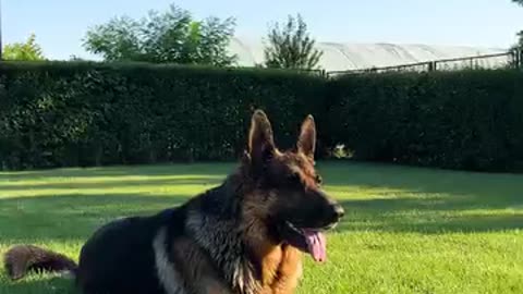 Shepherd dog's adorable first bath experience!