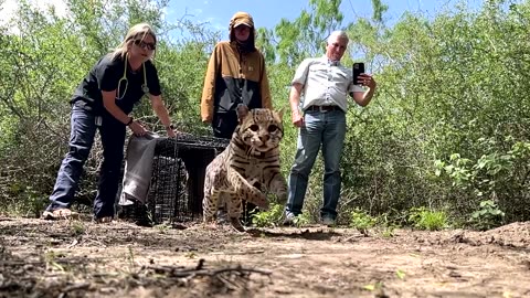 The scientists trying to save the fewer than 100 wild ocelots in the U.S.