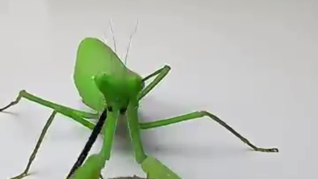 Insects Mantis vs scorpion fight with each other