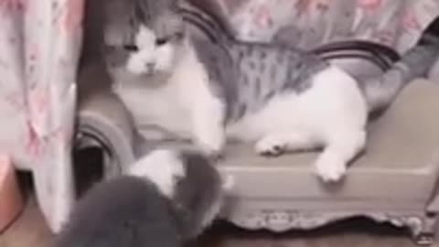 Funny pets video