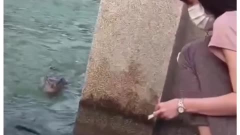 Funny video animals