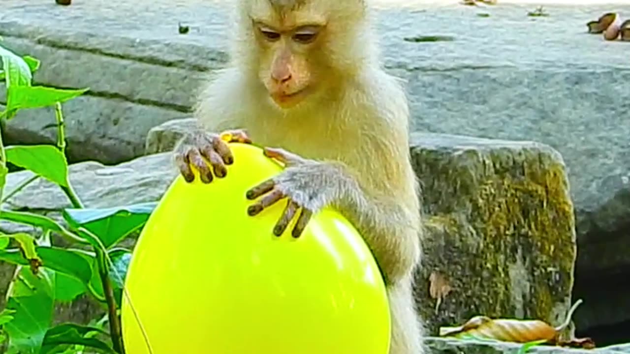 Top funny monkey video 2025