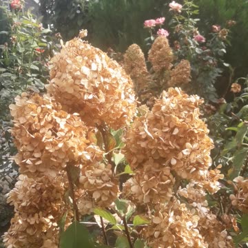 Hydrangea dead beauty