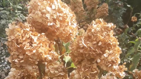 Hydrangea dead beauty