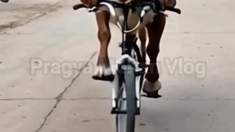 the big cow on bike