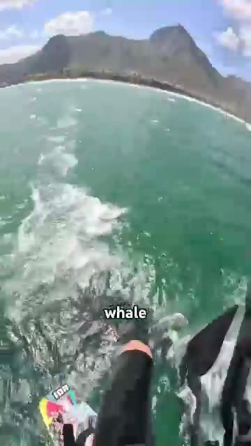 What Should They Jump Over Next? 😅