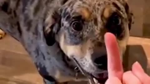 When You Show a Dog the Middle Finger… It Gets Personal! 🐕😆