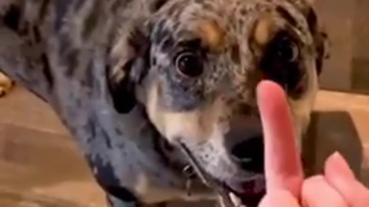 When You Show a Dog the Middle Finger… It Gets Personal! 🐕😆