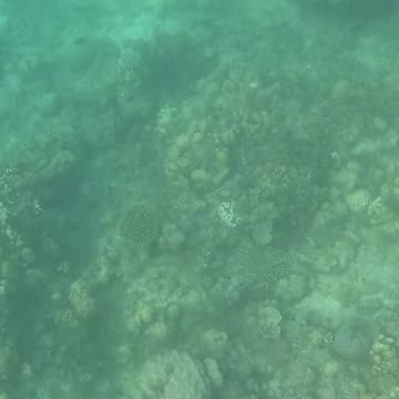 Afternoon Snorkeling