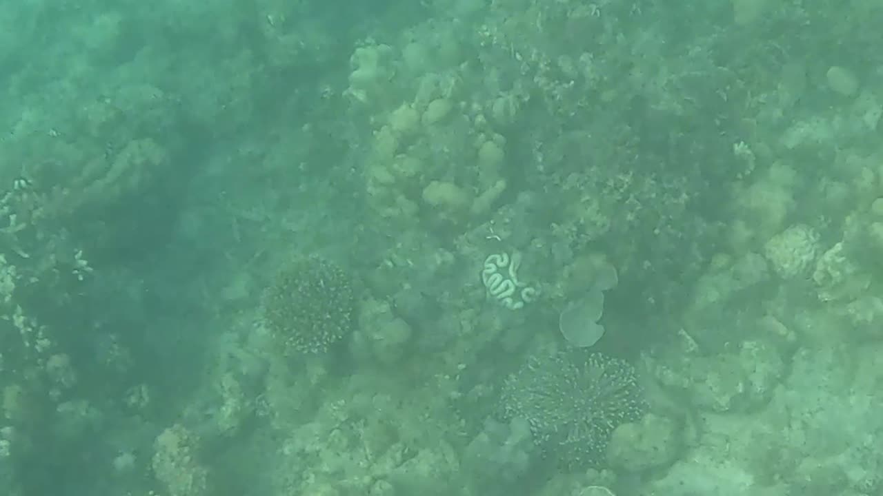 Afternoon Snorkeling