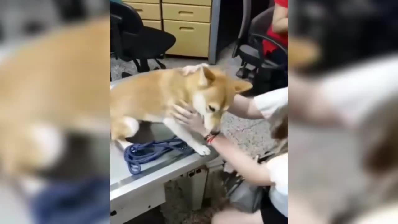 Here are the most funny video of cat and dog given injection