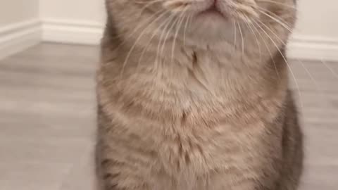 Cat vs Cucumber! Their Reactions Will Make You Laugh