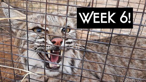 Cage Trapping Bobcats Week 6