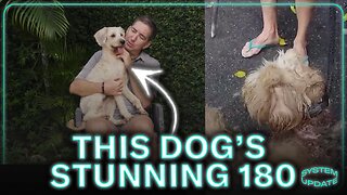 Greg's Stunning 180: How This Dog Went From Wounded to