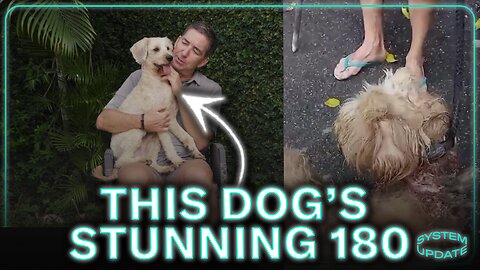 Greg's Stunning 180: How This Dog Went From Wounded to