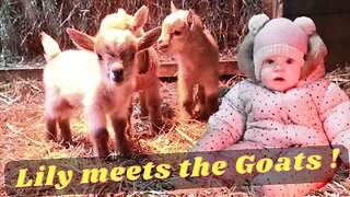 Human BABY vs Goat BABIES!