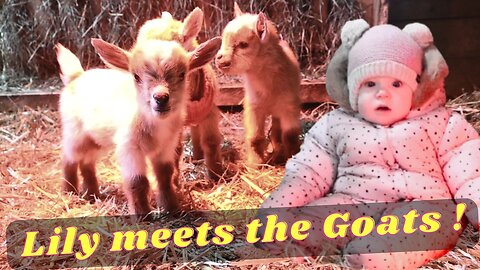 Human BABY vs Goat BABIES!