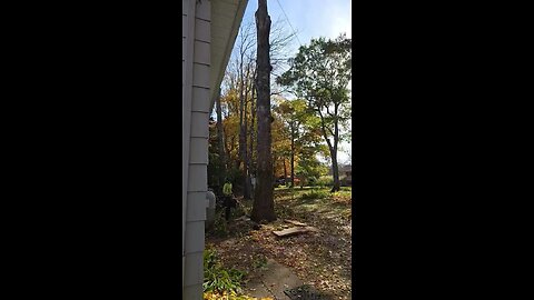 Pulling over an Oak stem