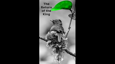 Adele 🧡 270 ~ The Return of the King