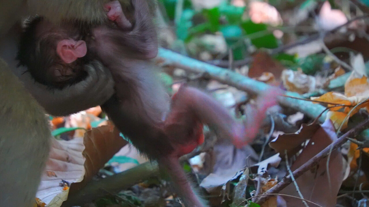 Need More Care, Monkey Elpida Not WEll Hold Her Newborn Baby