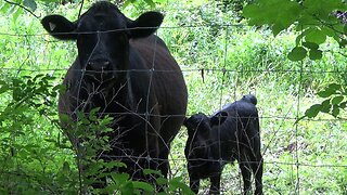 Farming, Beef Cows, Calves, And Flies