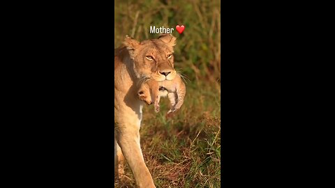 great mother love with cub PSN Experiment