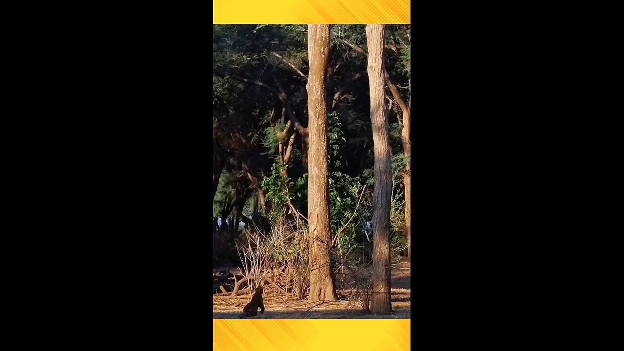 Hunting Tiger 🐯🐅