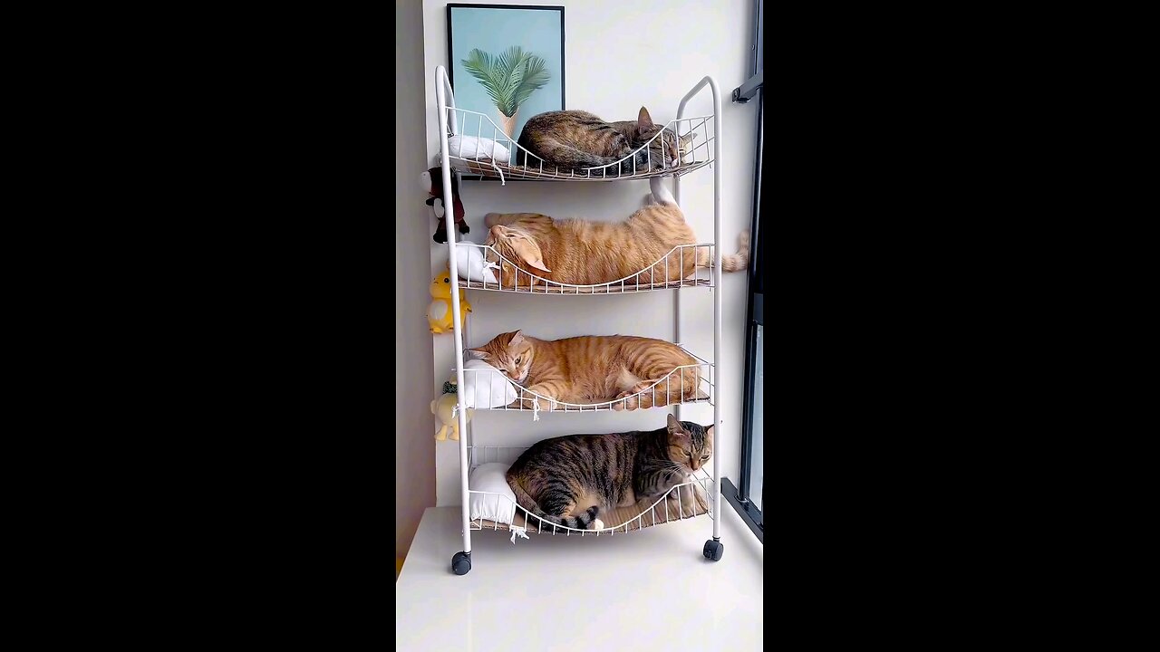 funny cat