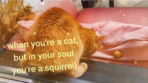 When you are a ginger cat, but in your soul you are a squirrel)!