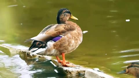 Duck 🦆 videos || birds videos