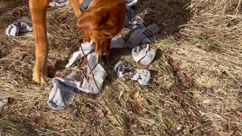 Dog Has Been Stealing Dad's Socks