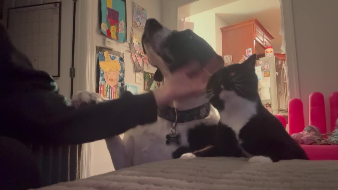 Cat and Dog Compete for Love