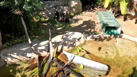 Chinese Alligator at the San Diego Zoo