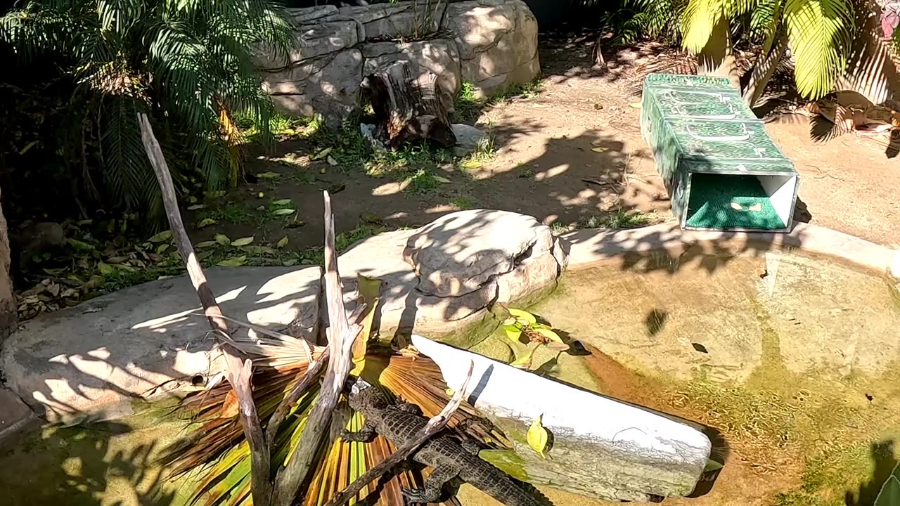 Chinese Alligator at the San Diego Zoo