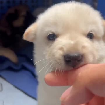 Toothless Puppy Trying to Bite