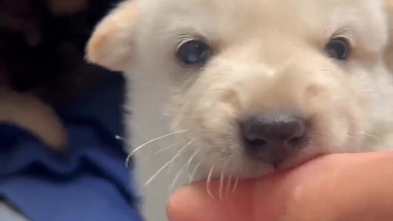 Toothless Puppy Trying to Bite