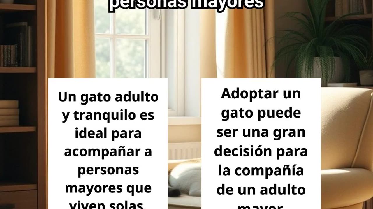 ¿Por Qué Quiero Un Gato?