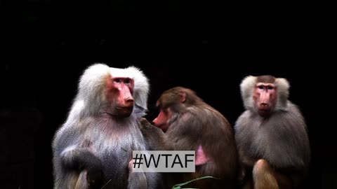 #WTAF