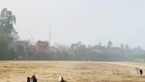 Dogs playing with balloon