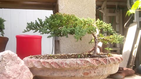 03-05-25 Tour of my Bonsai Garden