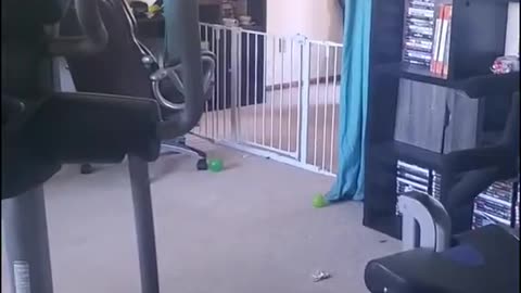 French Bulldog Jumps Over Puppy Gate