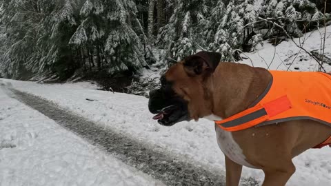 Harvey and Clyde catching snowballs 😂 #boxers