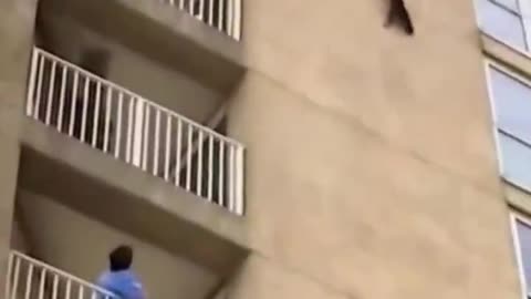 Cats are amazing! 