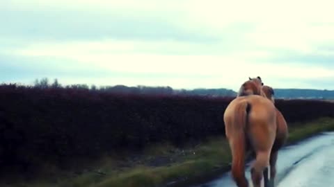 Dog is riding the horse🐕🐴