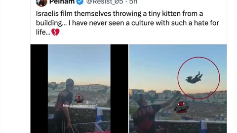 jews film themselves throwing a tiny kitten from building we continue to call them our greatest ally