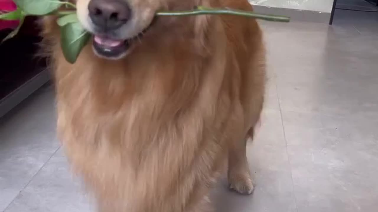 AND THEY 🥰CALLED IT PUPPY ❤️!
