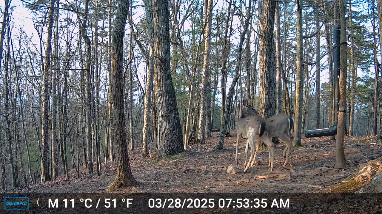 The Woods – 03/27/2025