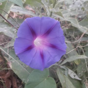 Blue Morning Glory in August