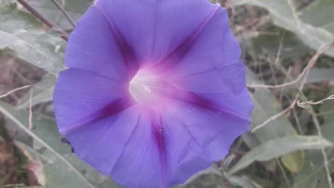 Blue Morning Glory in August