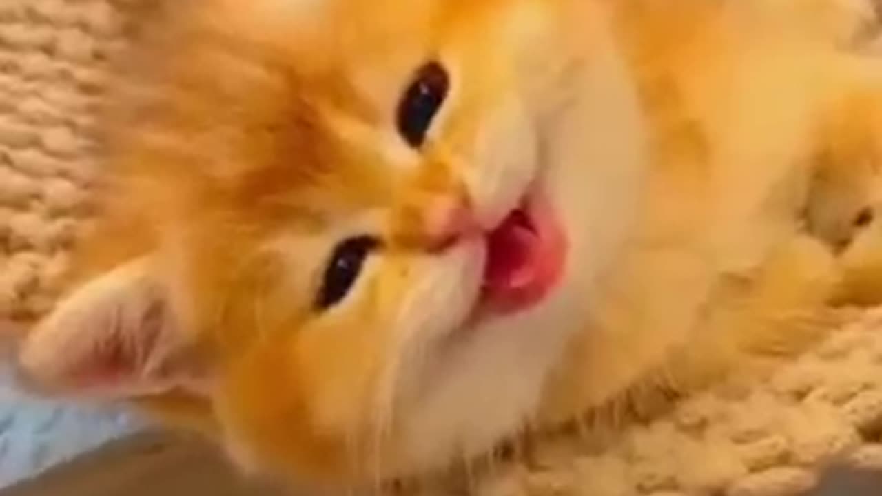 Cute Cat